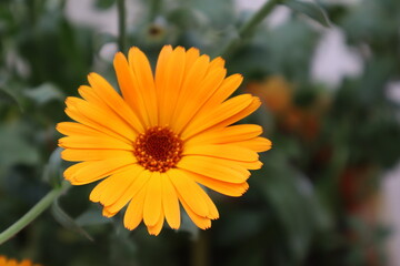yellow flower in the garden