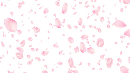 桜の花びら　奥行あり　被写界深度あり