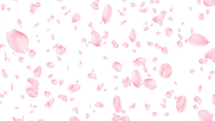 桜の花びら　奥行あり　被写界深度なし © Yo