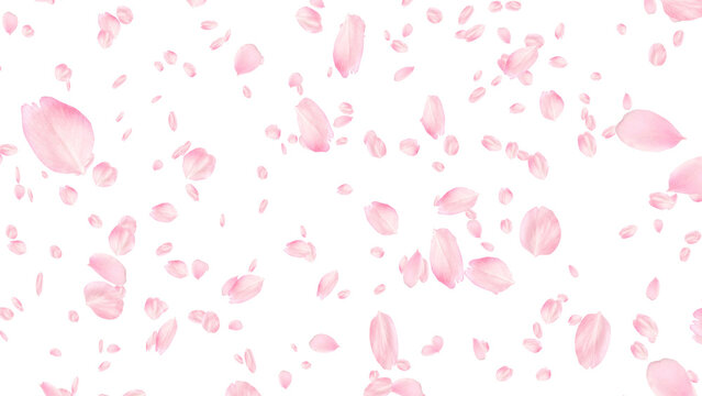 桜の花柄ピンク色打掛 キララシリーズはなびら、サクラ吹雪、 楽天市場】最短出荷 【サクラ花びら】 約900〜1000枚袋入 約1.5