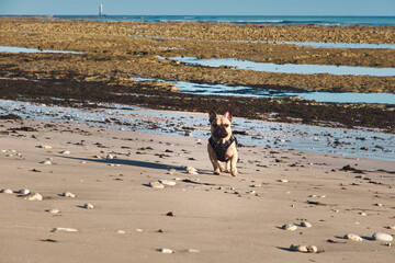 Carlin sur la plage