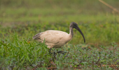 Obraz na płótnie Canvas Black headed ibis