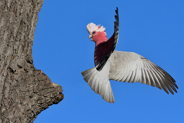 Australian adult male Galah -Cacatua roseicapilla, Nominate race- banking sharply near an old tree...