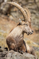 Stambecco riposa su una roccia