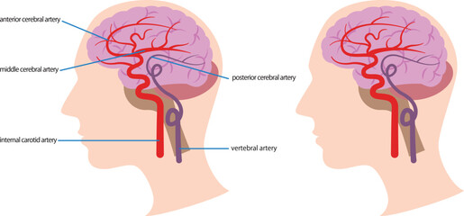脳内の血管の図解／Illustration of blood vessels in the brain