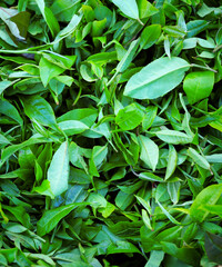 Green Tea leaves drying in a wicker basket