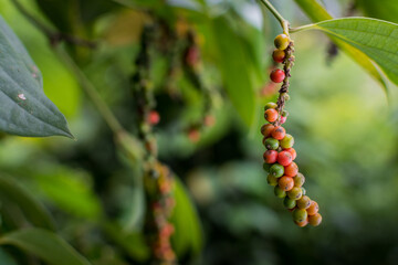Colorful white Pepper on pepper tree in Indonesia