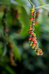 Colorful white Pepper on pepper tree in Indonesia