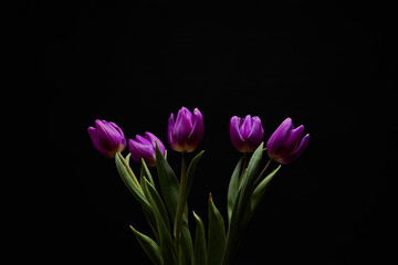 bouquet of purple tulips with green leaves on a black background