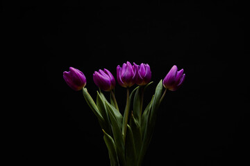 bouquet of purple tulips with green leaves on a black background