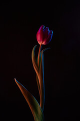 red tulip with green leaves on a black background in red and blue light