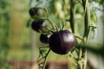 The Black Tomato, Indigo Rose, Ripening on a Vine in a Greenhouse