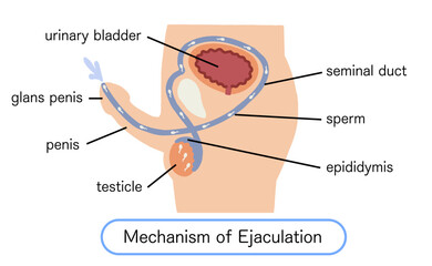 Male genitalia How ejaculation works Vector illustration