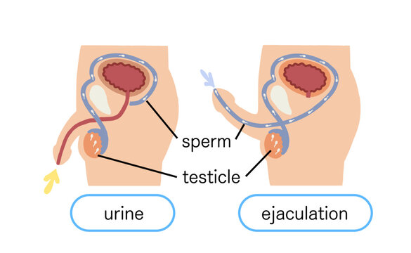 Male genitalia How ejaculation works Vector illustration