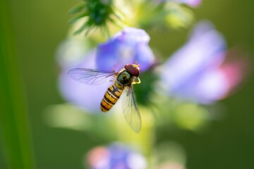 Hover fly, flower fly or syrphid fly (Syrphidae)