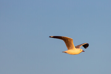 Seagull in flight with blue sky and copyspace, taken in Paternoster in the Western Cape of South Africa