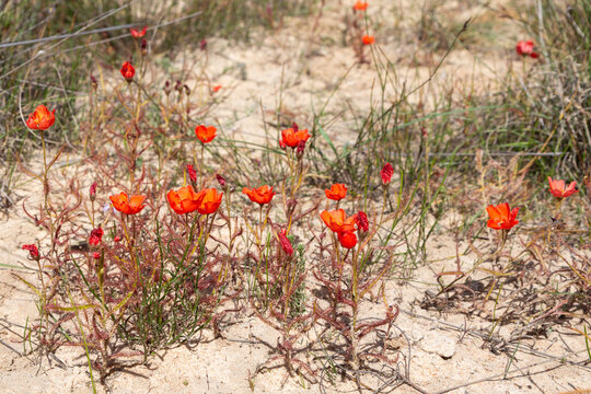 The beautiful red flowered form of the Sundew Drosera cistiflora in natural habitat, carnivorous plant, sticky plant, Western Cape of South Africa