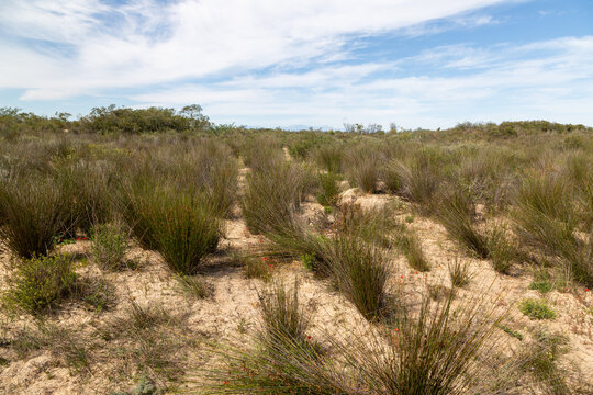 Landscape near Hopefield, Western Cape, South Africa