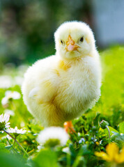 young chick sits in a spring flower meadow,image concept for easter,
