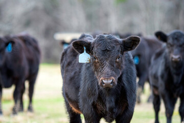 Angus calf in January in AL