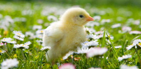 young chick sits in a spring flower meadow,image concept for easter,
