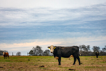 Black baldy cow in winter pasture