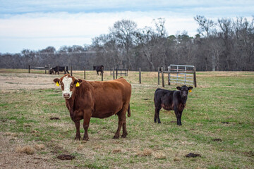 Commercial cow-calf pair in January in AL