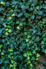 Ivy on the wall, close up, background, texture