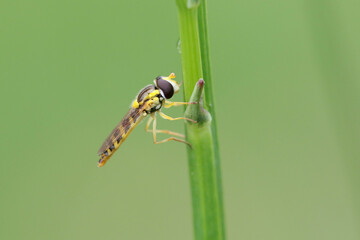 Hover flies, also called flower flies or syrphid flies, make up the insect family Syrphidae
