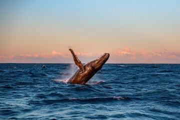 Humpback Whale Breach