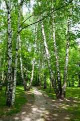 Naklejka premium Beautiful forest park with birch tree in Moscow, Russia