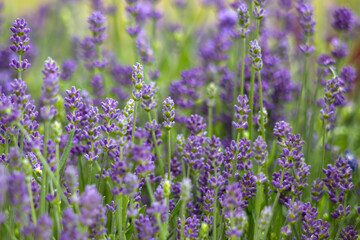 lavender flowers