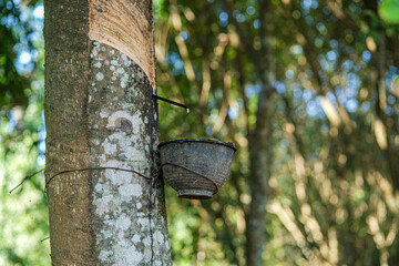 Rubber from the rubber tree is dripping into the latex storage tank.