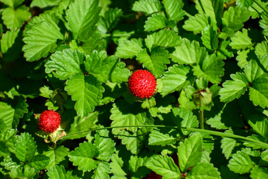 Red berry of Duchesnea indica on green leaves background