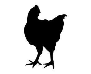 Vector chicken silhouette isolated on white background