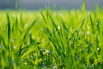 Blé naissant avec sa rosée matinale