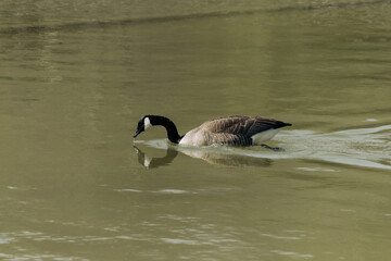 Obraz premium country goose swimming in the morning