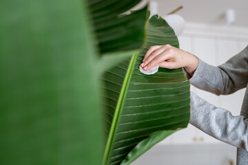 Woman wiping dust off large green leaves of Strelitzia nicolai (Bird of Paradise). Cleaning indoor...