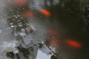 Red fishes under the ice in the pond 