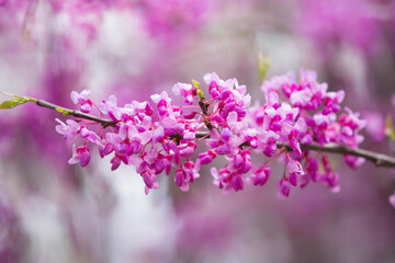 Spring blooming sakura trees. Pink flowers Sakura Spring landscape with blooming pink tree. Beautiful sakura garden on a sunny day.Beautiful concept of romance and love with delicate flowers.