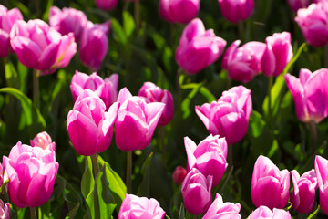 Blooming tulips. Spring floral background. Field of bright beautiful tulips close-up. Colorful tulips at the Holland Flower Festival. long banner