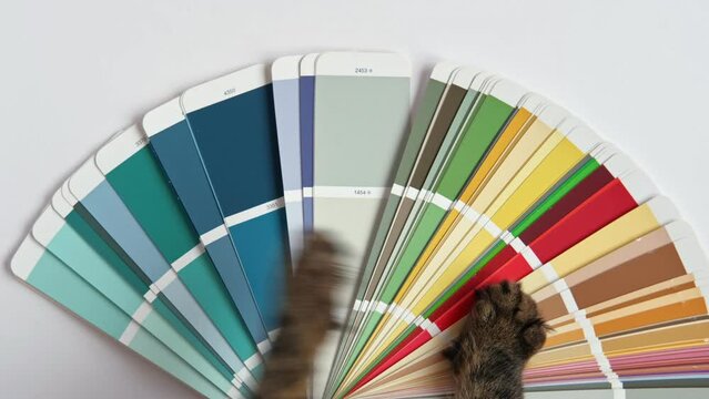 Humor in the business. Cat Fur Paw using Color guide close up. Animal selects a Colour samples for design. Colors palette fan on white. Graphic designer chooses colors. Coloured swatches catalogue 4K