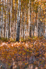 Fototapeta premium Scenic Birch Trees Thicket and Field Grass on Autumn Field Against Seasonal Scenery in Polesye Natural Resort.