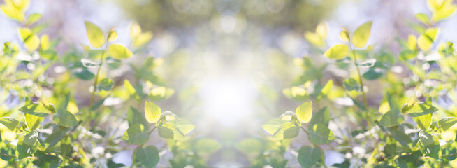 Blurred natural green spring and summer bokeh background	
