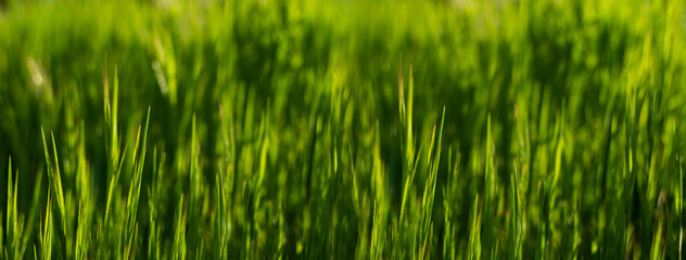 Summer background. Green grass close-up.	