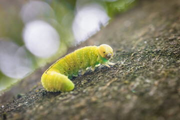Grüne Raupe Larve einer großen Birkenblattwespe Cimbex femoratus auf einem Buche Baum im Wald in freier Natur, Deutschland.