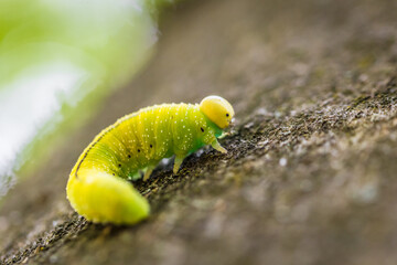 Grüne Raupe Larve einer großen Birkenblattwespe Cimbex femoratus auf einem Buche Baum im Wald in...