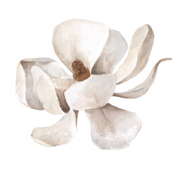 White magnolia. It's perfect for greeting cards, wedding invitation, birthday. Hand draw watercolor illustration.
