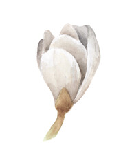 White magnolia. It's perfect for greeting cards, wedding invitation, birthday. Hand draw watercolor illustration.