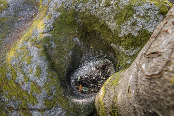 Schalen und Schalenstein einer menschliche Steinbearbeitung aus der Vorzeit der Ahnen und Urahnen an Kultstätte Wackelstein Regenstauf in Oberpfalz Bayern, Deutschland